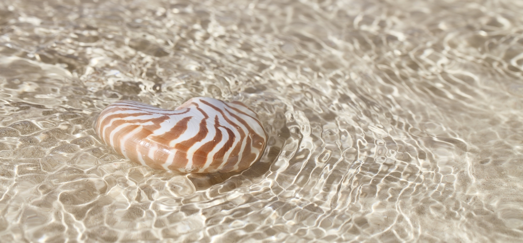 BOMISPI Natural and spiritual healing partner De Nieuwe Yogaschool Amsterdam